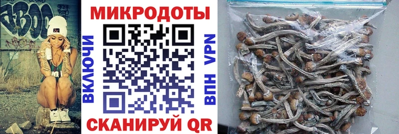 как найти   Димитровград  Псилоцибиновые грибы Cubensis 